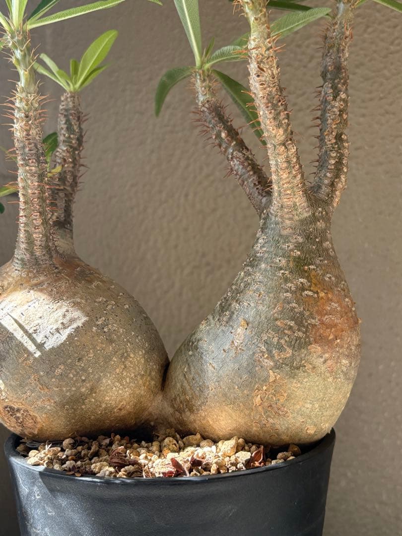 G*D様 パキポディウム グラキリス 発根済 ダブルベット 双頭 マルチヘッド