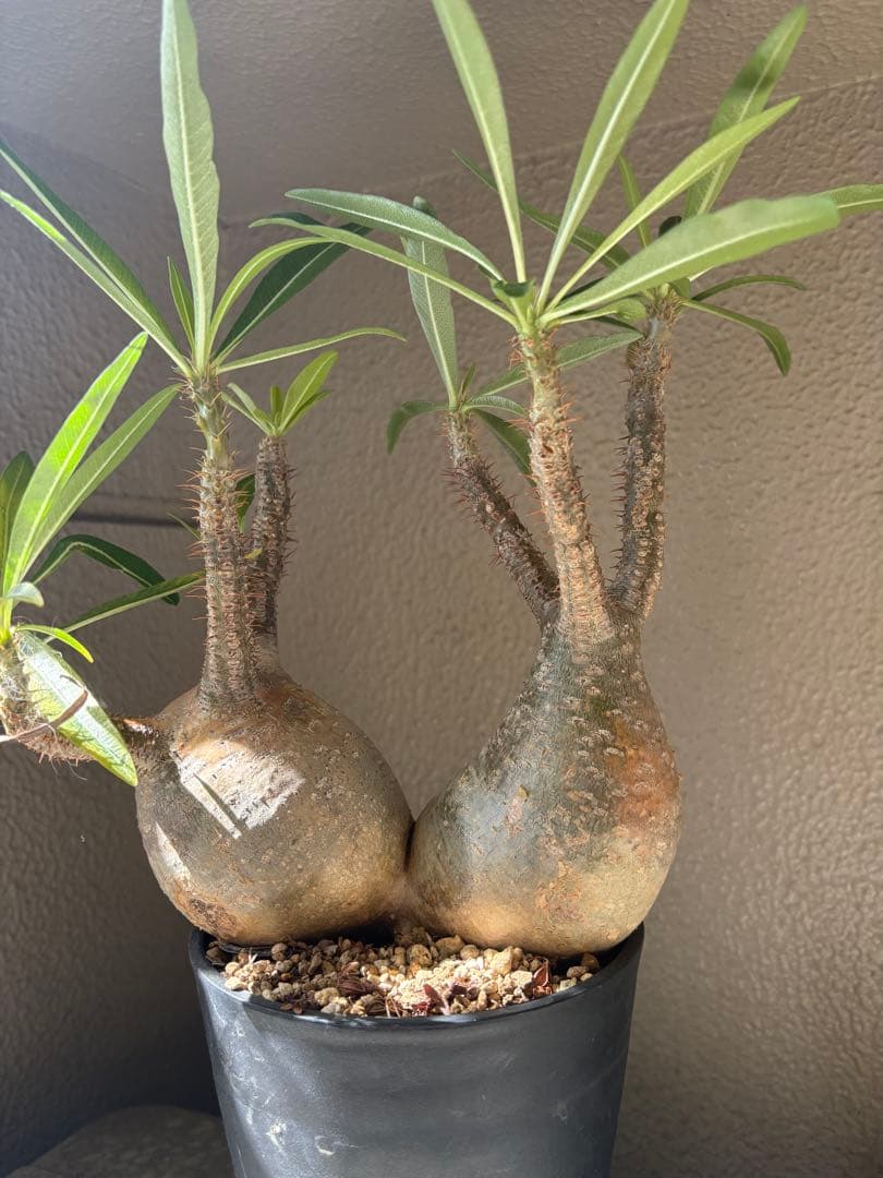 G*D様 パキポディウム グラキリス 発根済 ダブルベット 双頭 マルチヘッド