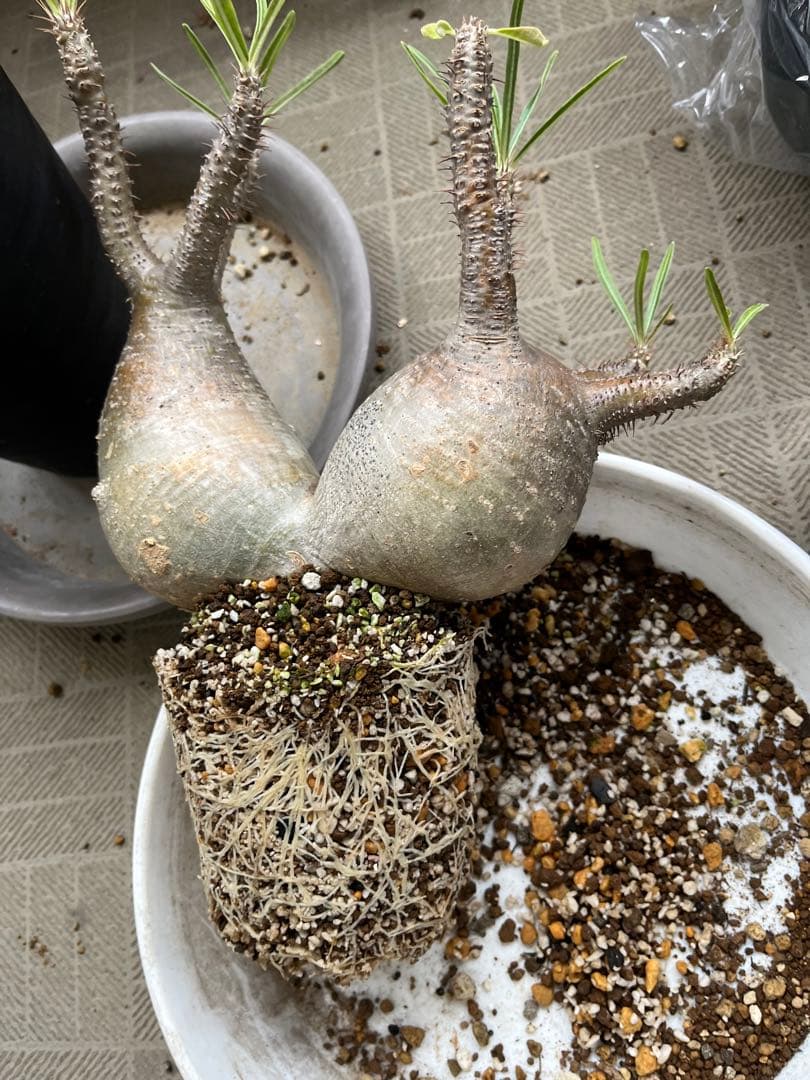 G*D様 パキポディウム グラキリス 発根済 ダブルベット 双頭 マルチヘッド