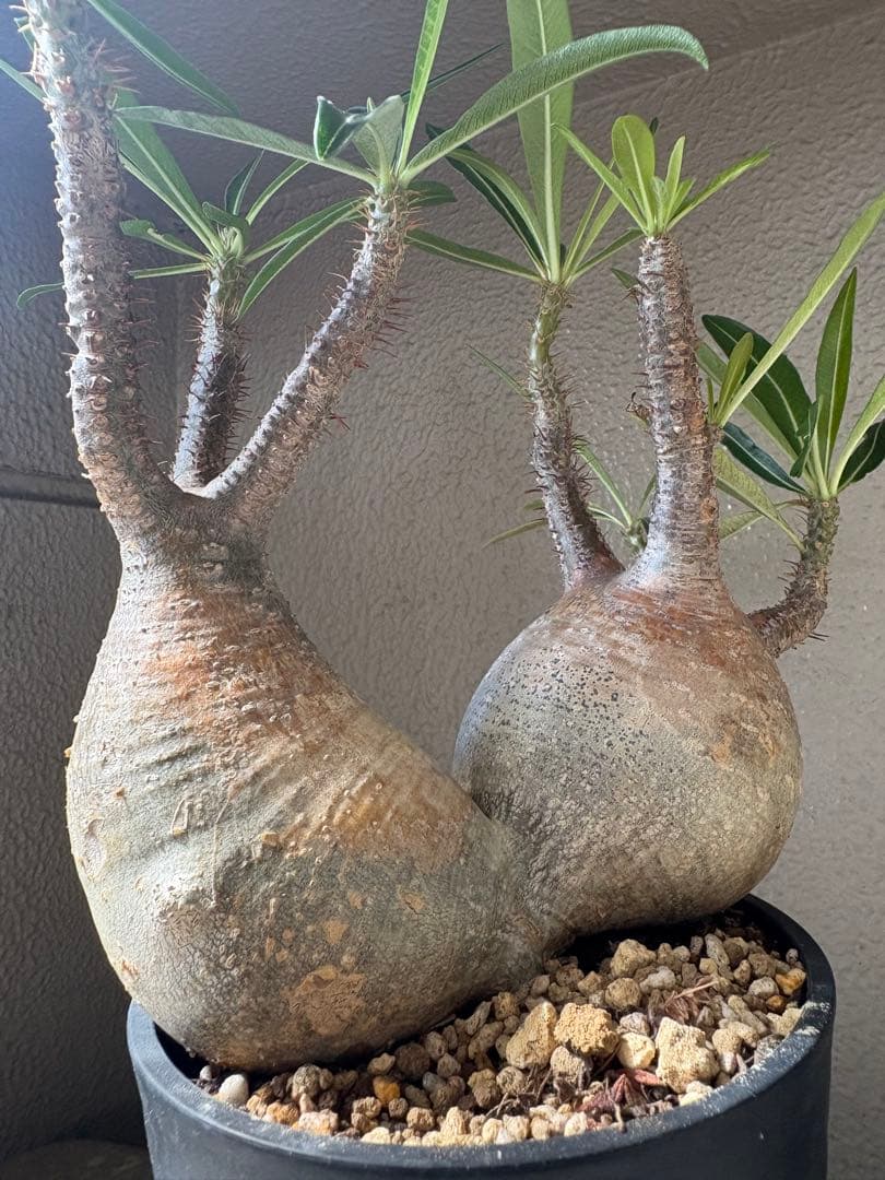 G*D様 パキポディウム グラキリス 発根済 ダブルベット 双頭 マルチヘッド