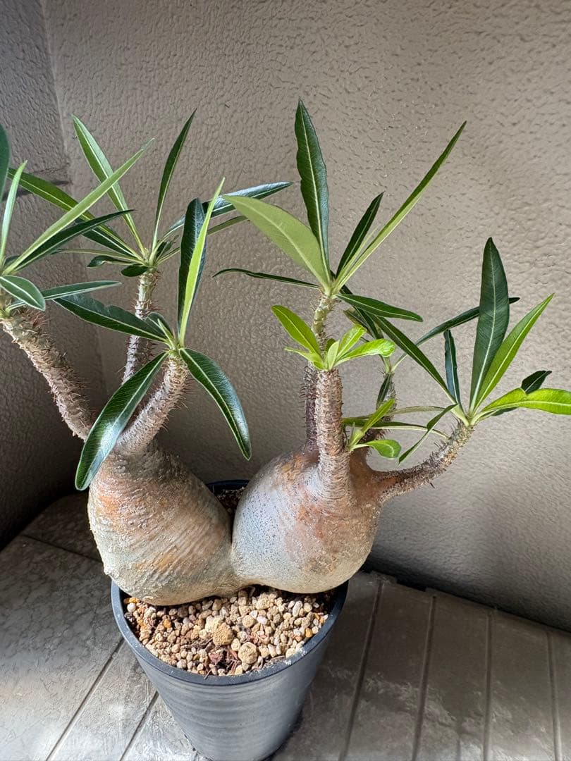 G*D様 パキポディウム グラキリス 発根済 ダブルベット 双頭 マルチヘッド