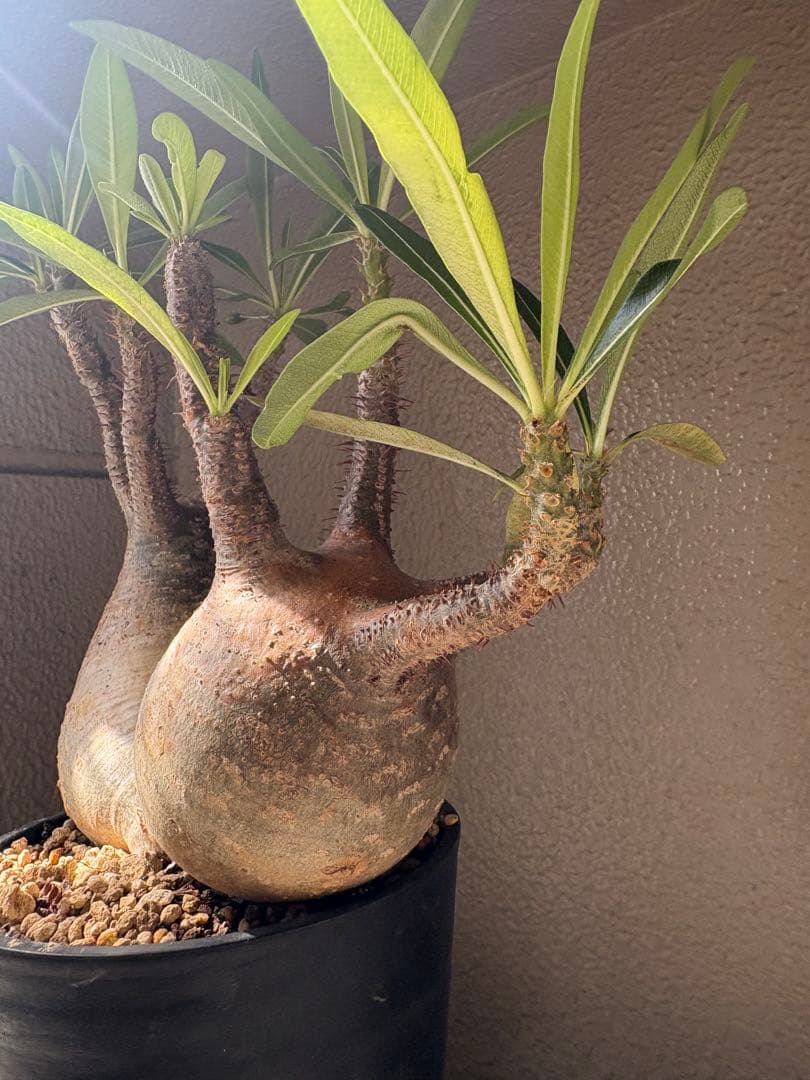 G*D様 パキポディウム グラキリス 発根済 ダブルベット 双頭 マルチヘッド