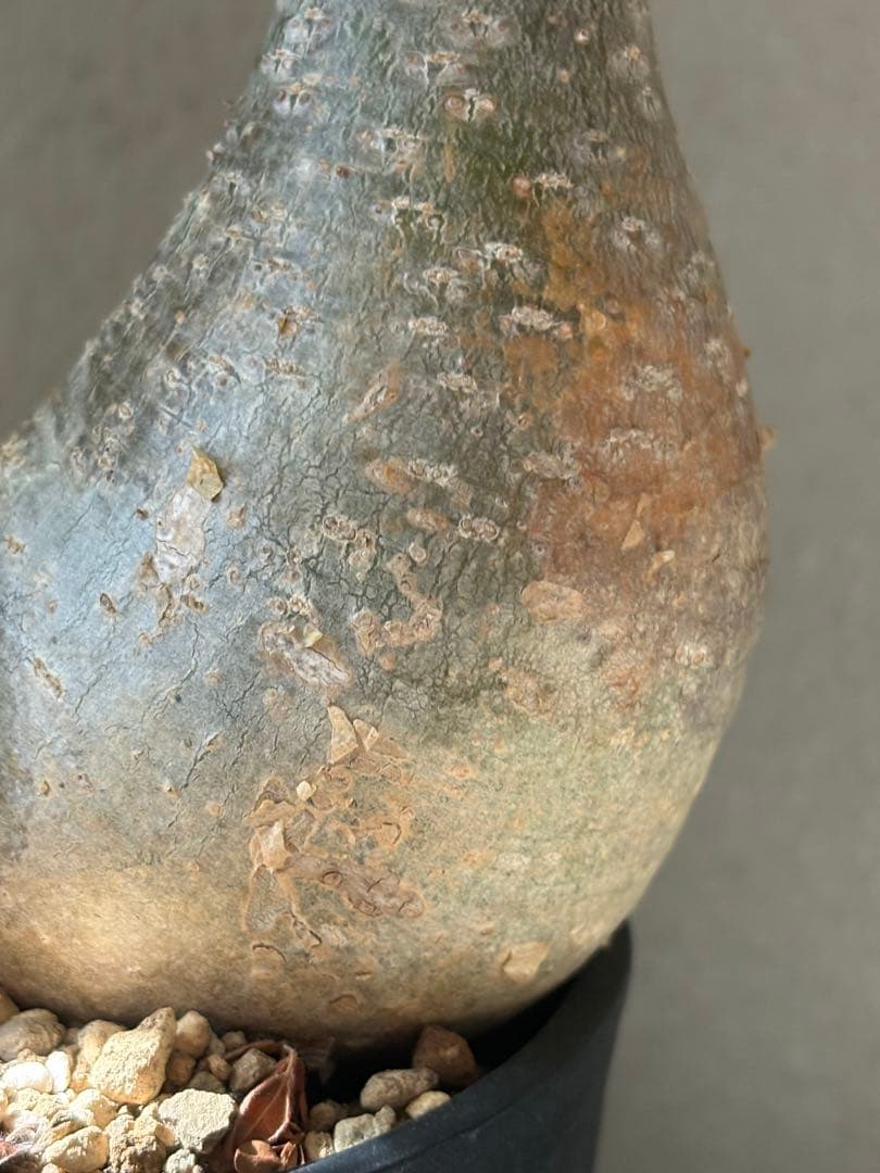 G*D様 パキポディウム グラキリス 発根済 ダブルベット 双頭 マルチヘッド