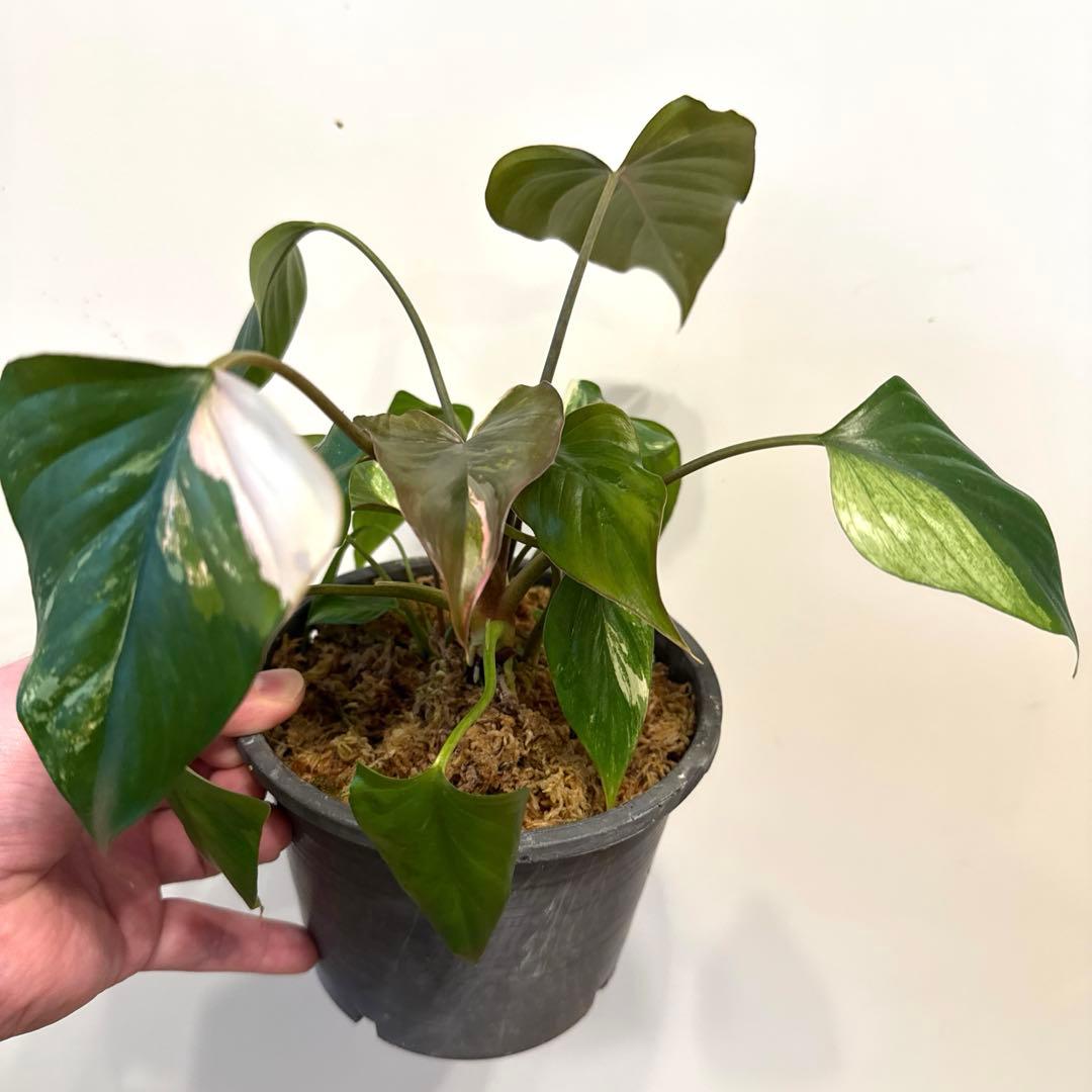 【斑入り】ホマロメナ　ピンクダイヤモンド　微斑入り株