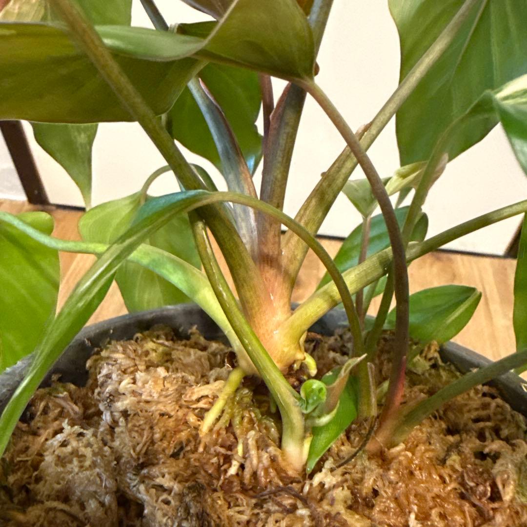 【斑入り】ホマロメナ　ピンクダイヤモンド　微斑入り株