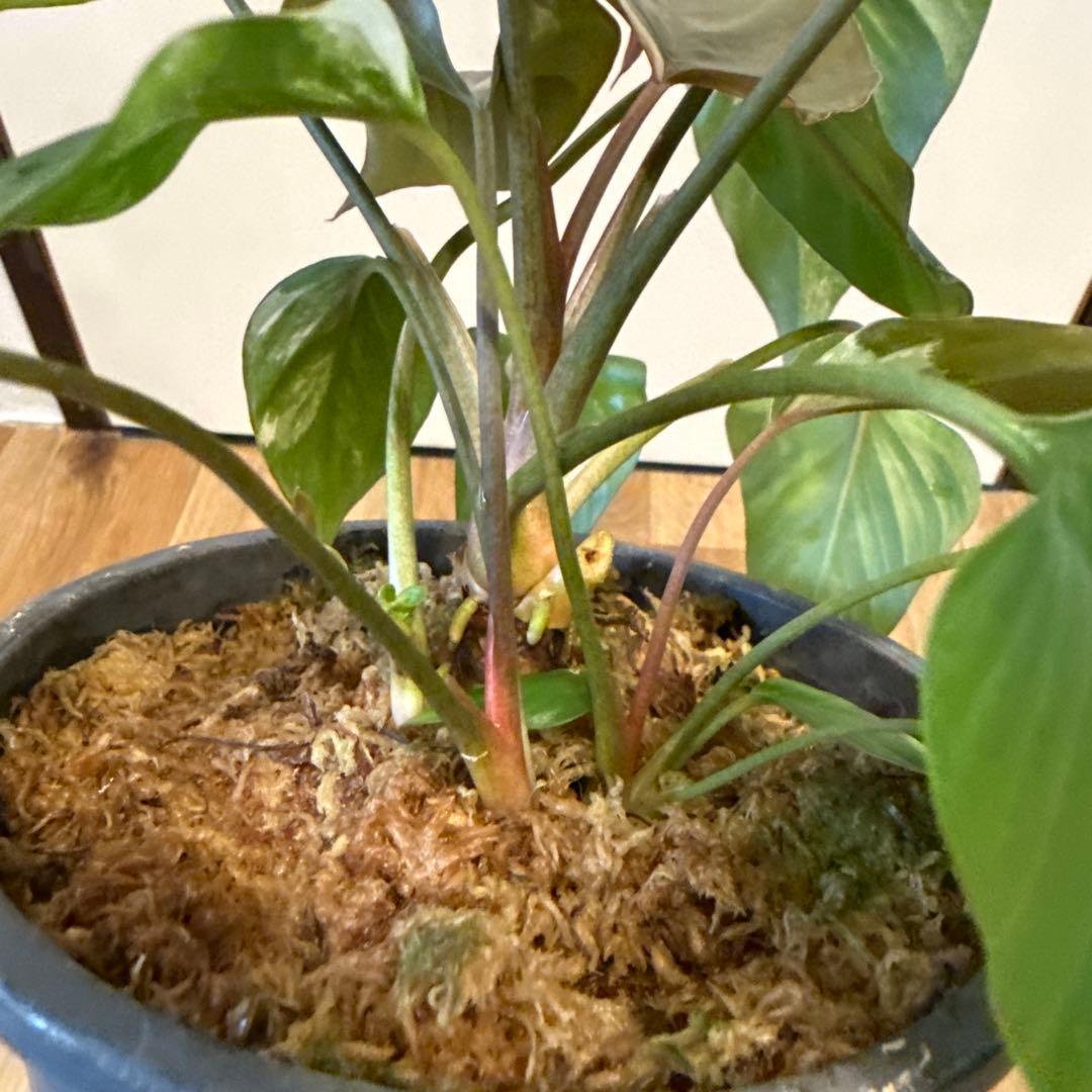 【斑入り】ホマロメナ　ピンクダイヤモンド　微斑入り株