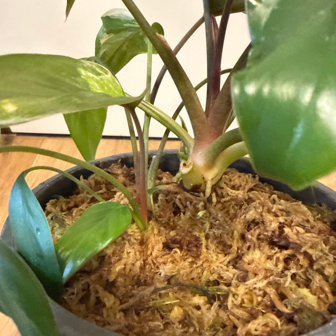 【斑入り】ホマロメナ　ピンクダイヤモンド　微斑入り株