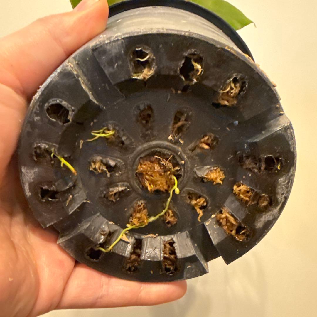 【斑入り】ホマロメナ　ピンクダイヤモンド　微斑入り株