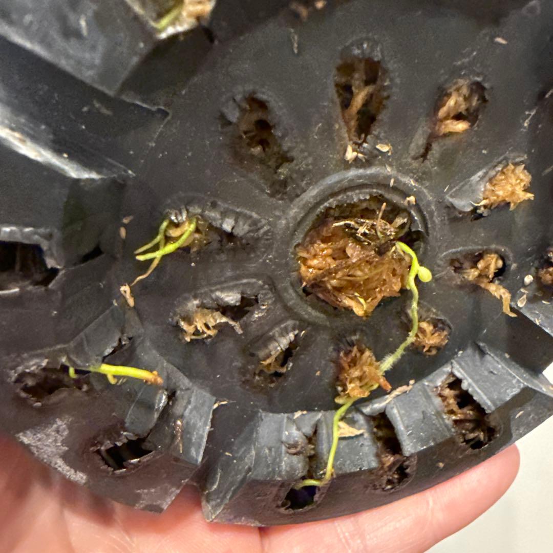 【斑入り】ホマロメナ　ピンクダイヤモンド　微斑入り株