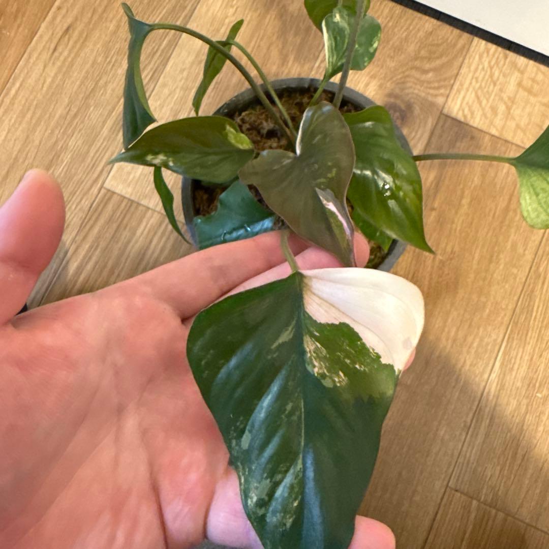 【斑入り】ホマロメナ　ピンクダイヤモンド　微斑入り株