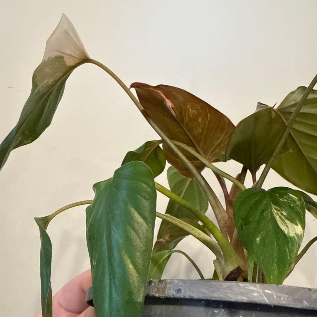 【斑入り】ホマロメナ　ピンクダイヤモンド　微斑入り株