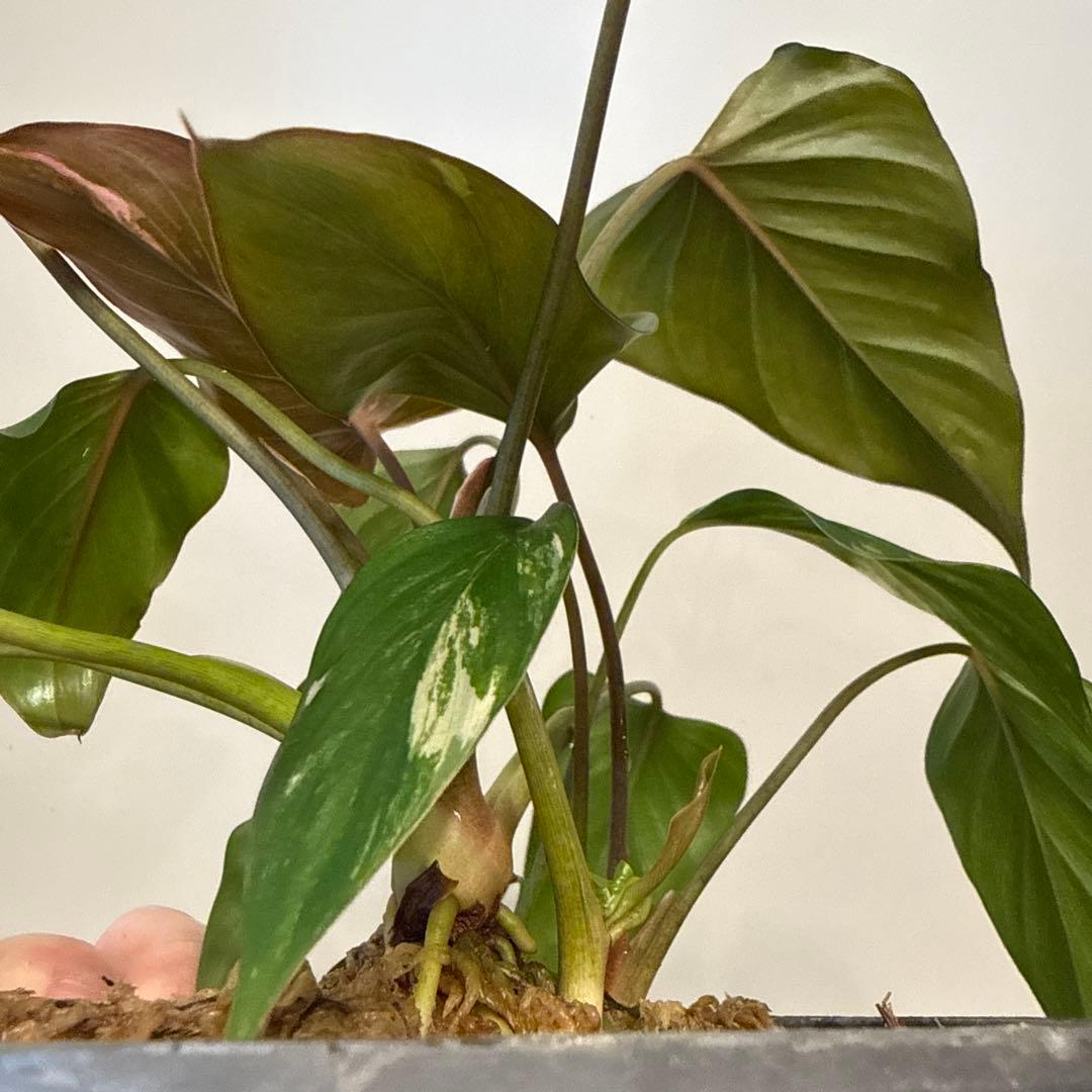 【斑入り】ホマロメナ　ピンクダイヤモンド　微斑入り株