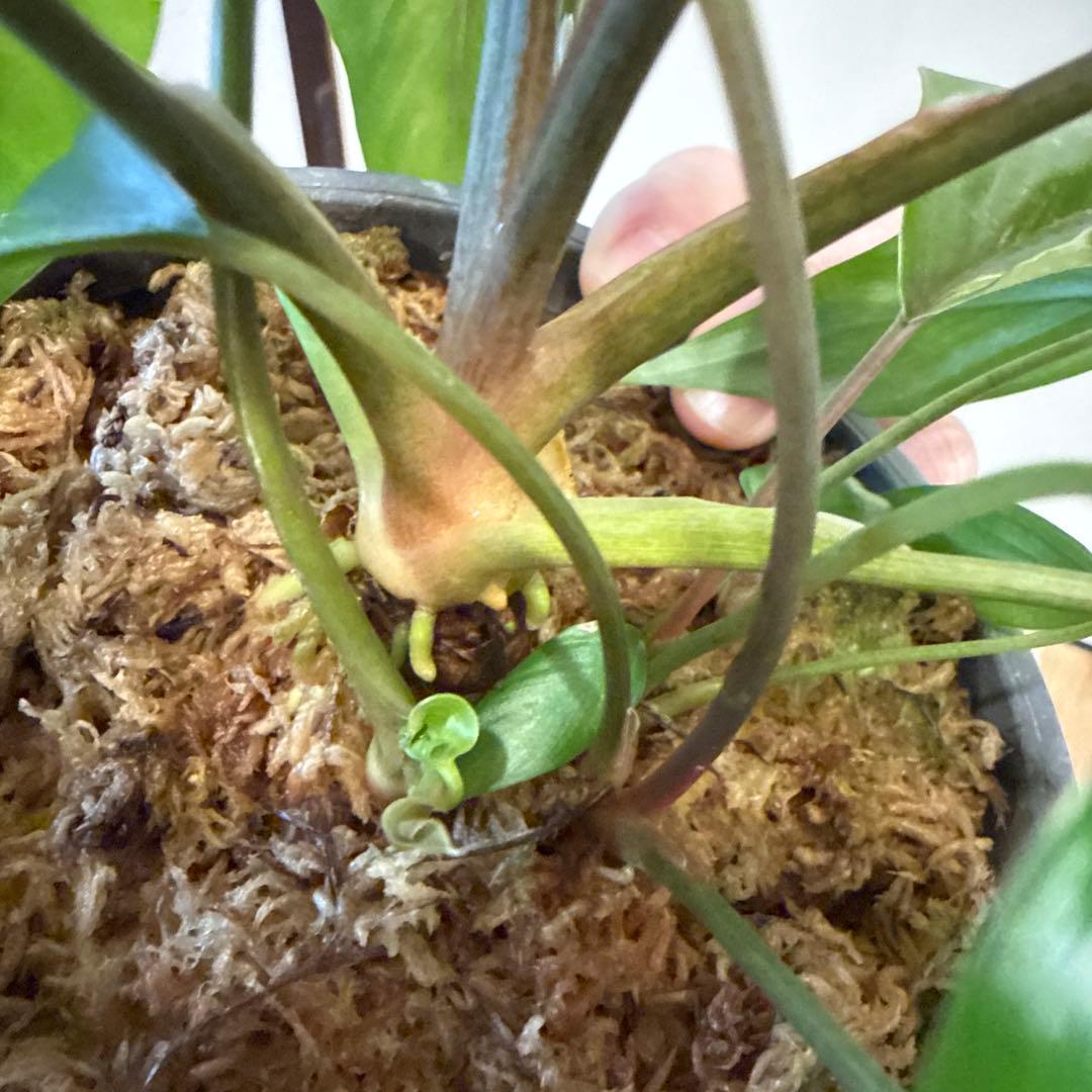 【斑入り】ホマロメナ　ピンクダイヤモンド　微斑入り株