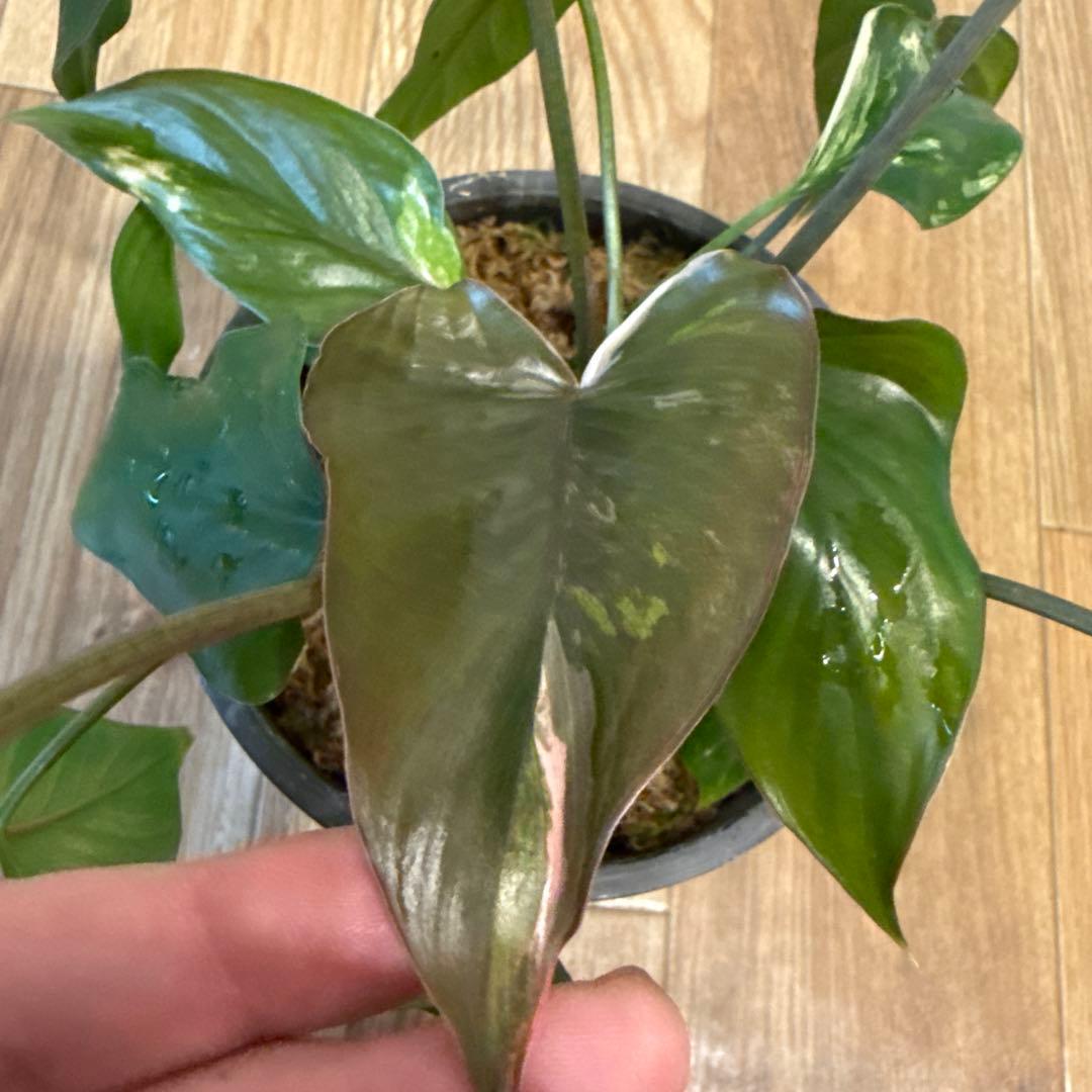 【斑入り】ホマロメナ　ピンクダイヤモンド　微斑入り株