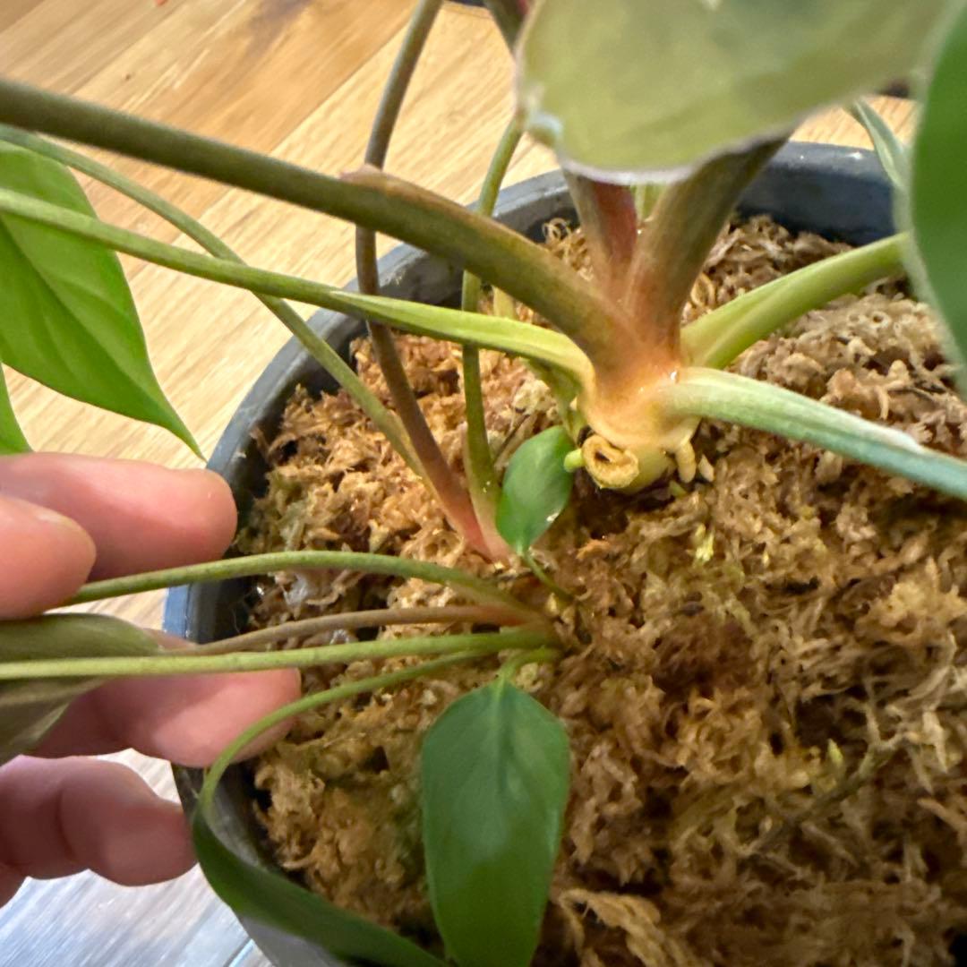 【斑入り】ホマロメナ　ピンクダイヤモンド　微斑入り株