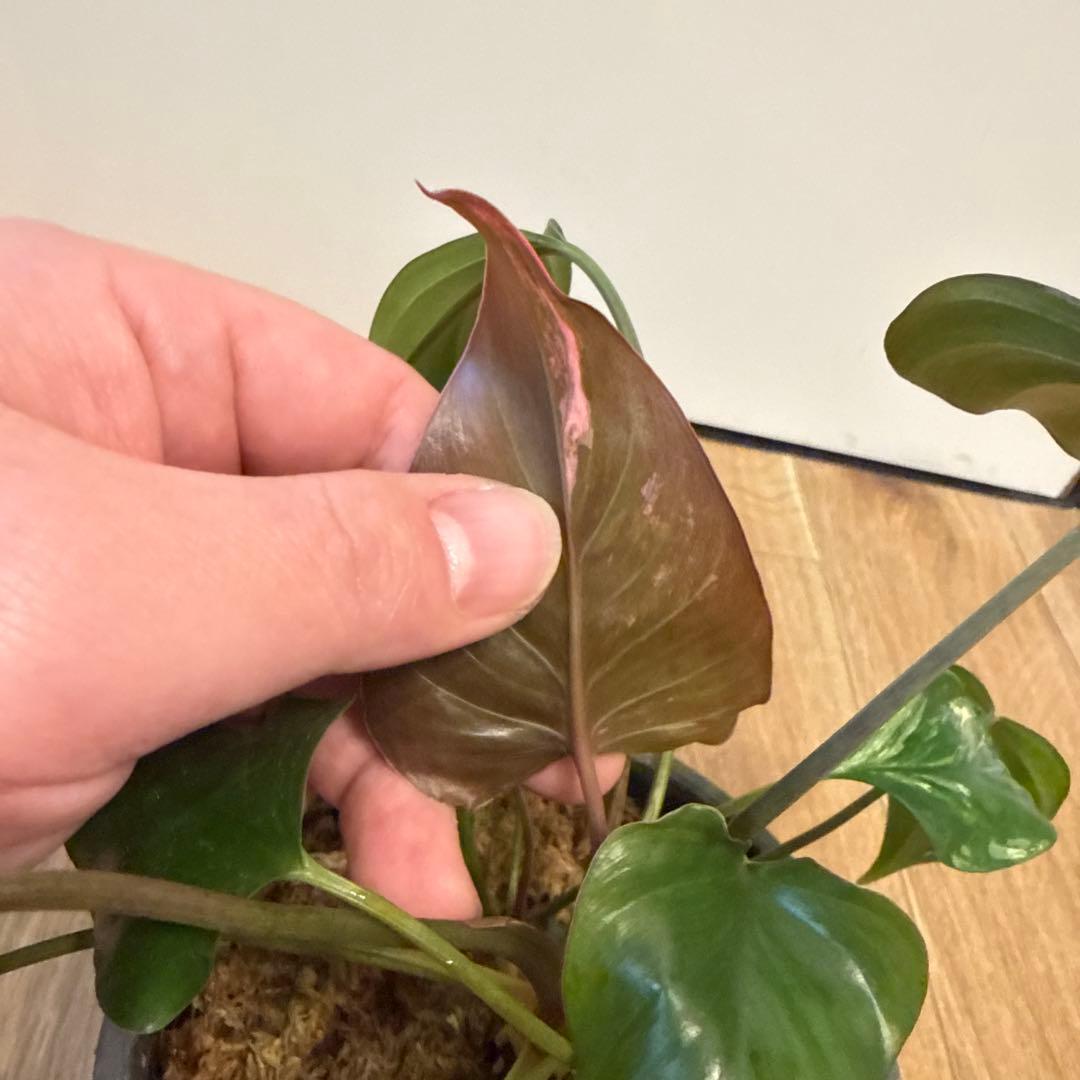 【斑入り】ホマロメナ　ピンクダイヤモンド　微斑入り株