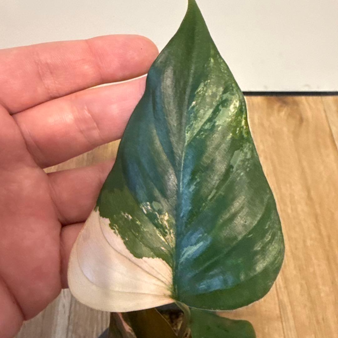 【斑入り】ホマロメナ　ピンクダイヤモンド　微斑入り株