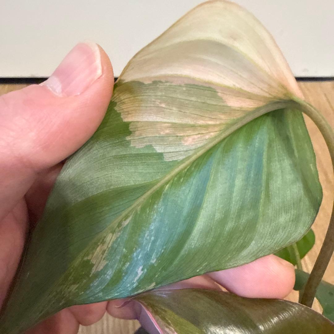 【斑入り】ホマロメナ　ピンクダイヤモンド　微斑入り株