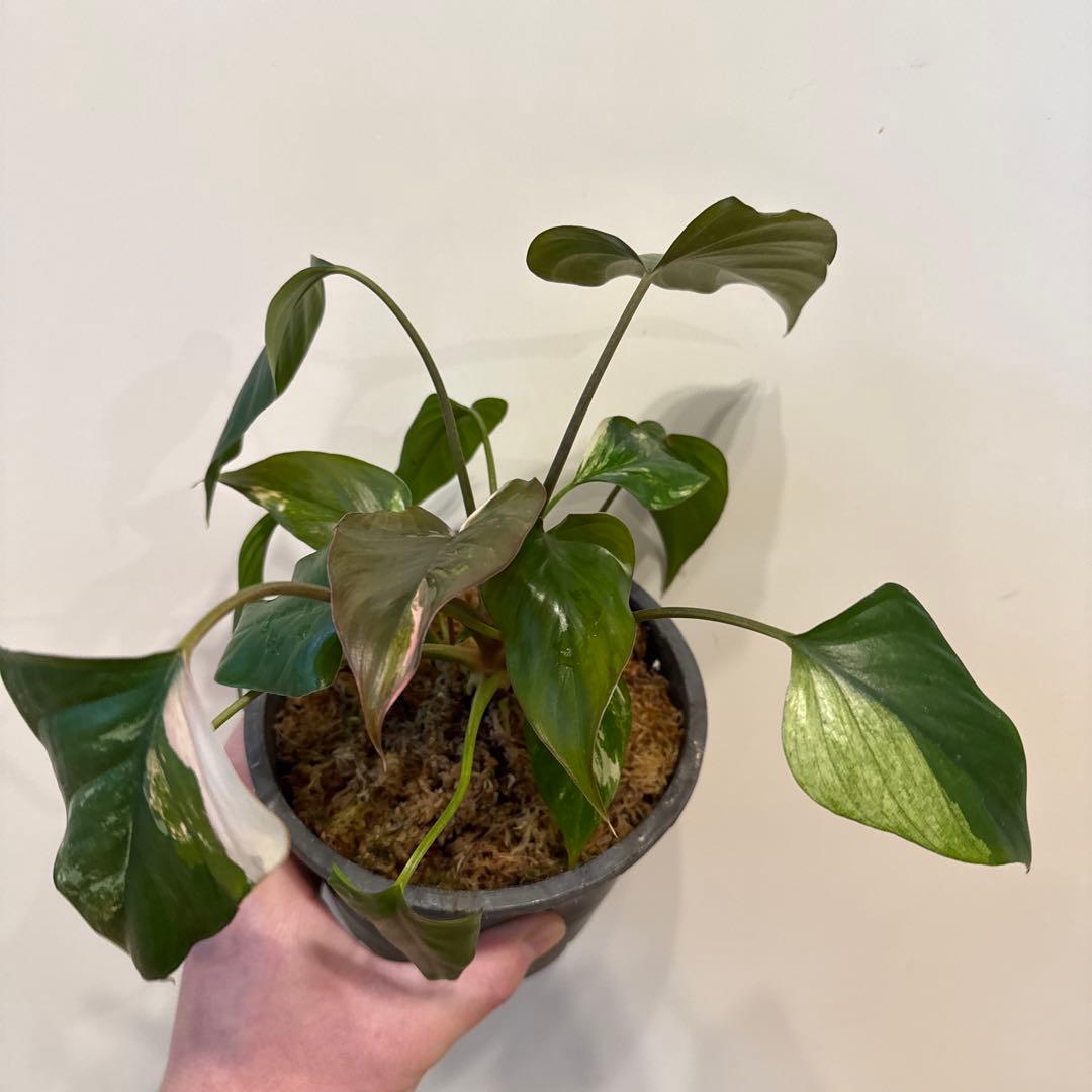 【斑入り】ホマロメナ　ピンクダイヤモンド　微斑入り株