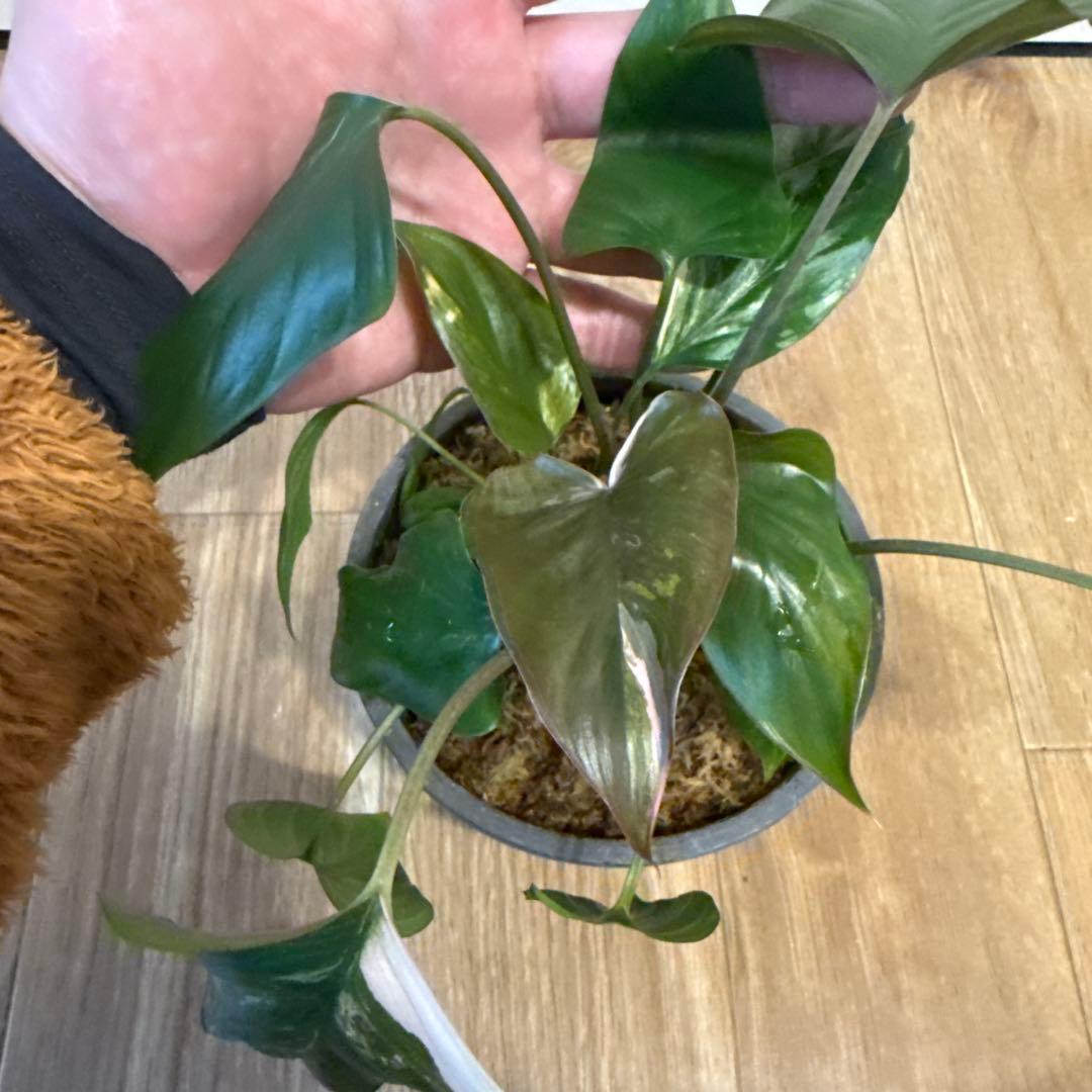 【斑入り】ホマロメナ　ピンクダイヤモンド　微斑入り株