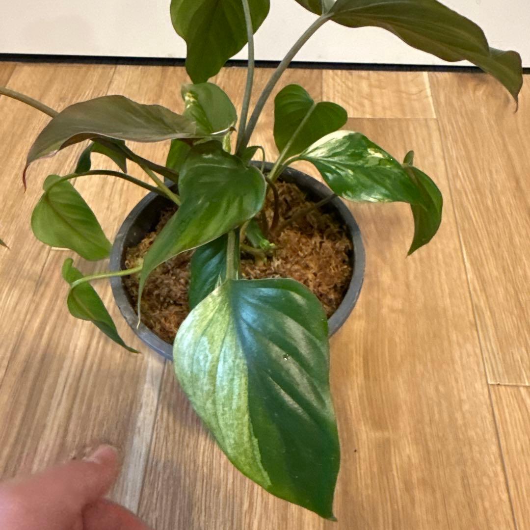 【斑入り】ホマロメナ　ピンクダイヤモンド　微斑入り株