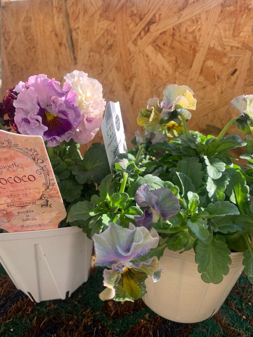 わ*び様 すみれ図鑑　1苗 他