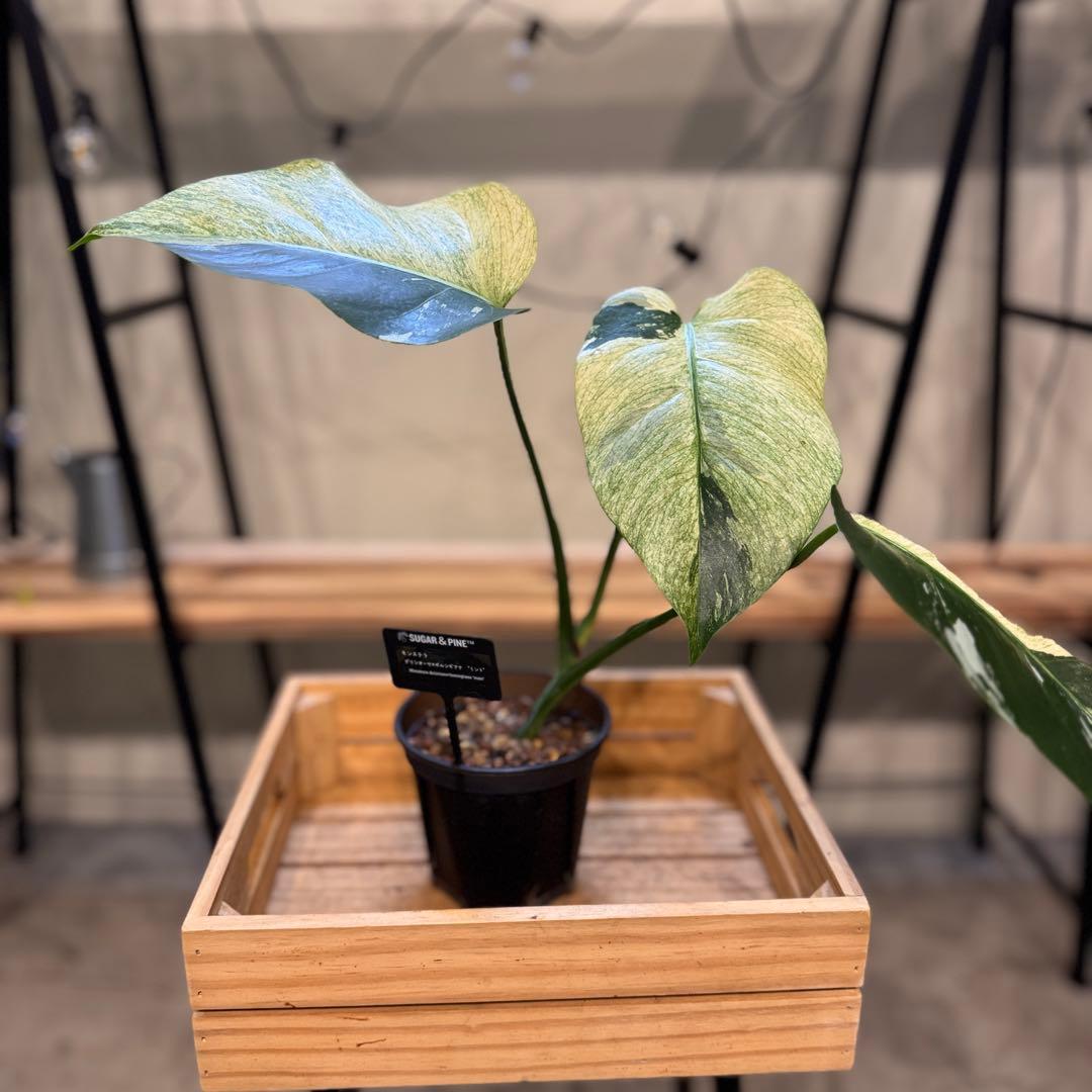 R*i様 26 モンステラ　ボルシギアナ　‘タイ　ミント’ フルミントに転じる可