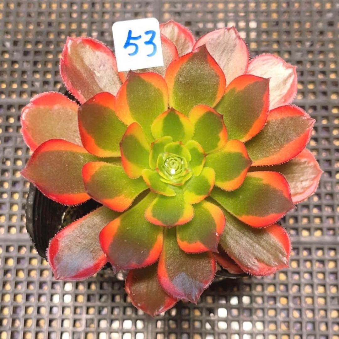 53 #多肉植物ア工オ二ウム錦❤️キツネ狩りを錦❤️1大頭5-6子芽11cm拔き苗