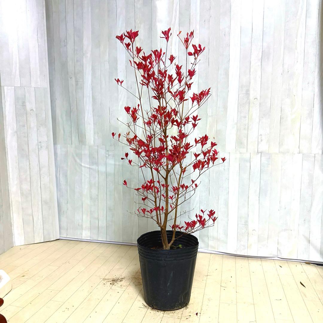 ドウダンツツジ,植物/観葉植物