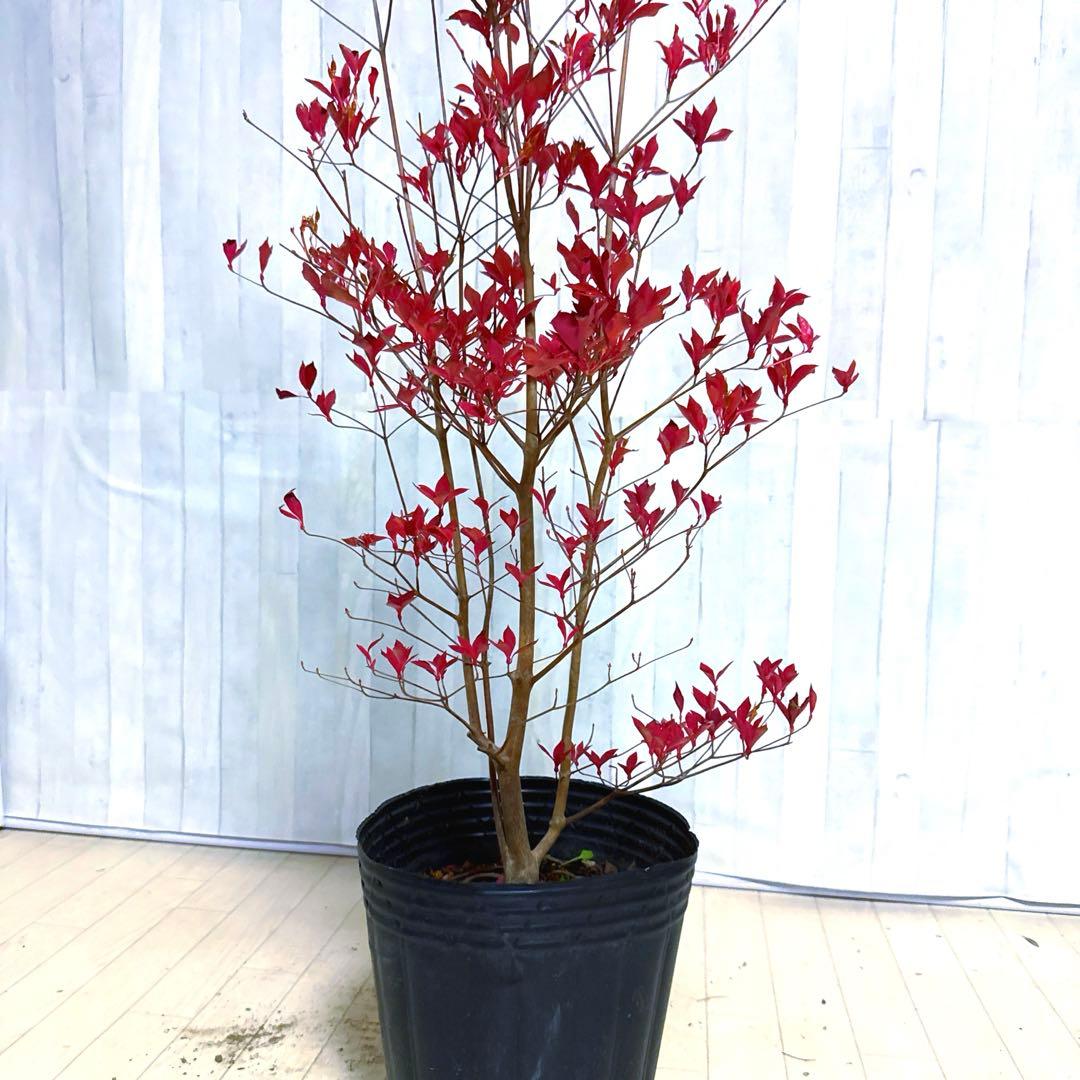 ドウダンツツジ,植物/観葉植物