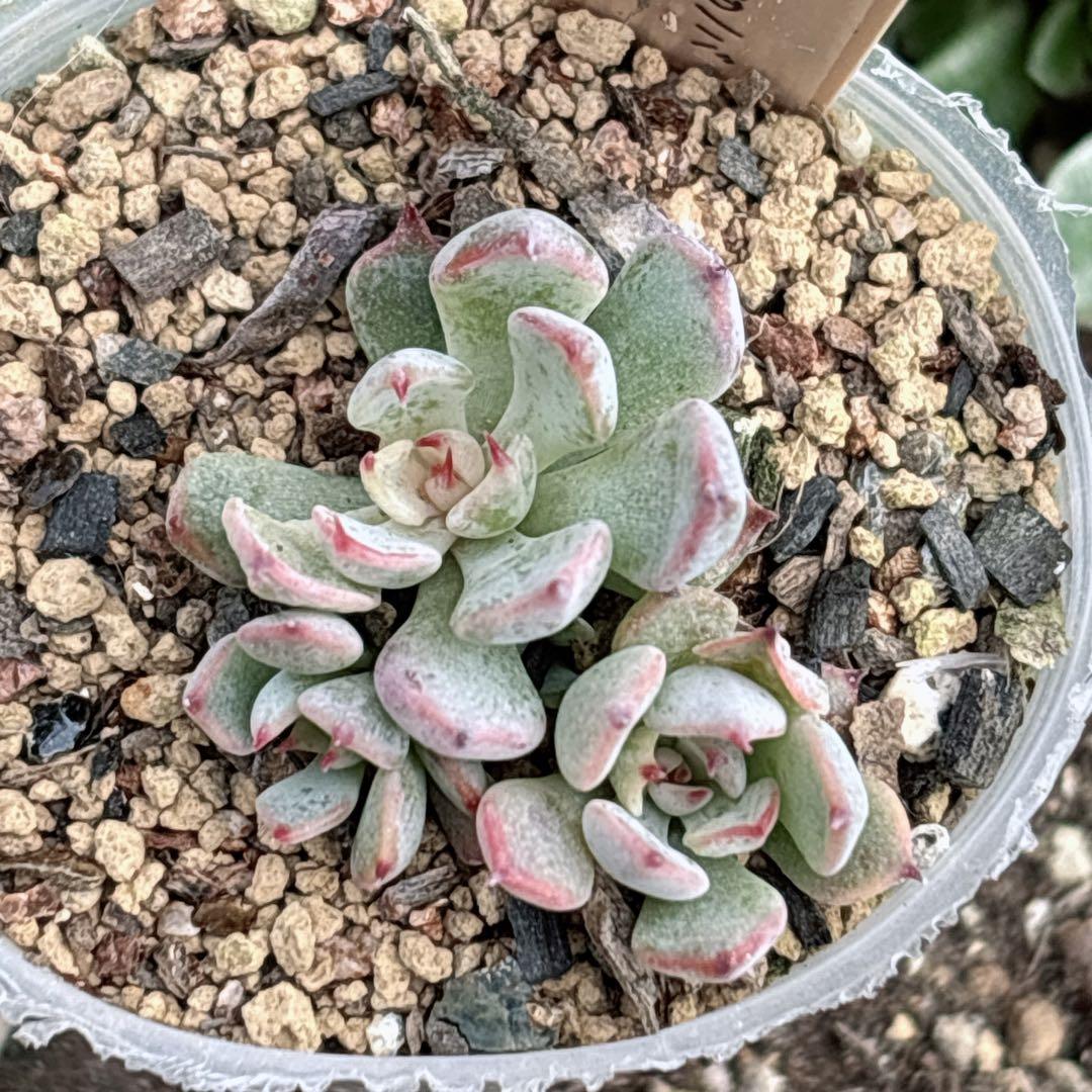 A.【おらいさん】ザラゴーサspノバ 希少 多肉植物 エケベリア