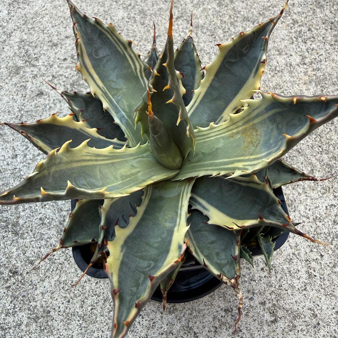 【激熱 激レア】アガベ サブシンプレックス 錦 超希少株