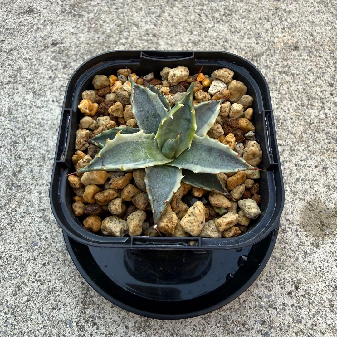 【激熱 激レア】アガベ サブシンプレックス 錦 超希少株