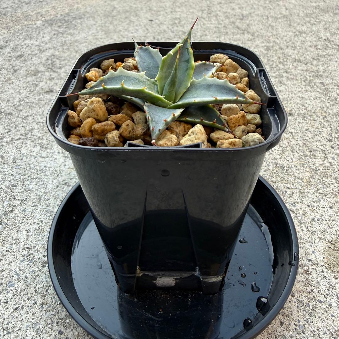 【激熱 激レア】アガベ サブシンプレックス 錦 超希少株