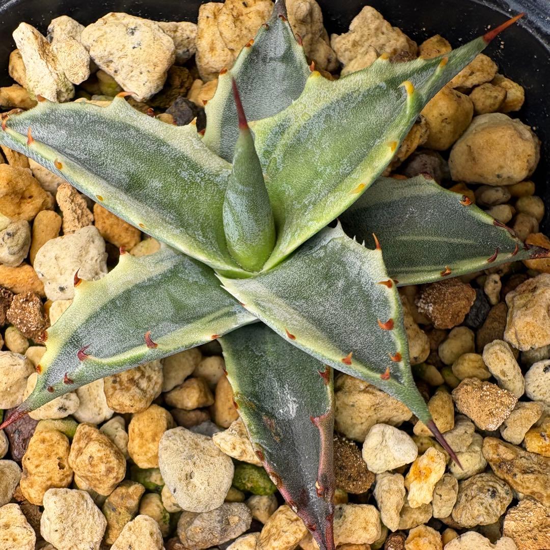 【激熱 激レア】アガベ サブシンプレックス 錦 超希少株