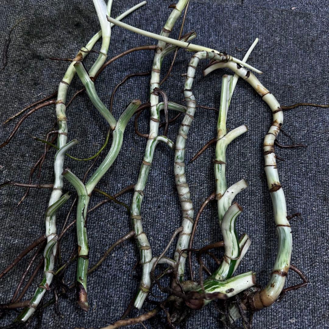 a*a様 斑入りモンステラホワイトタイガー大茎6株おまとめ