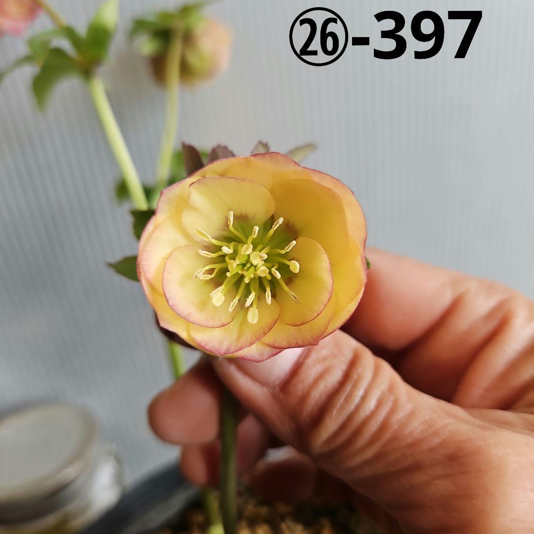 ★Orange様お取り置き苗㉖-397㉖-432クリスマスローズ