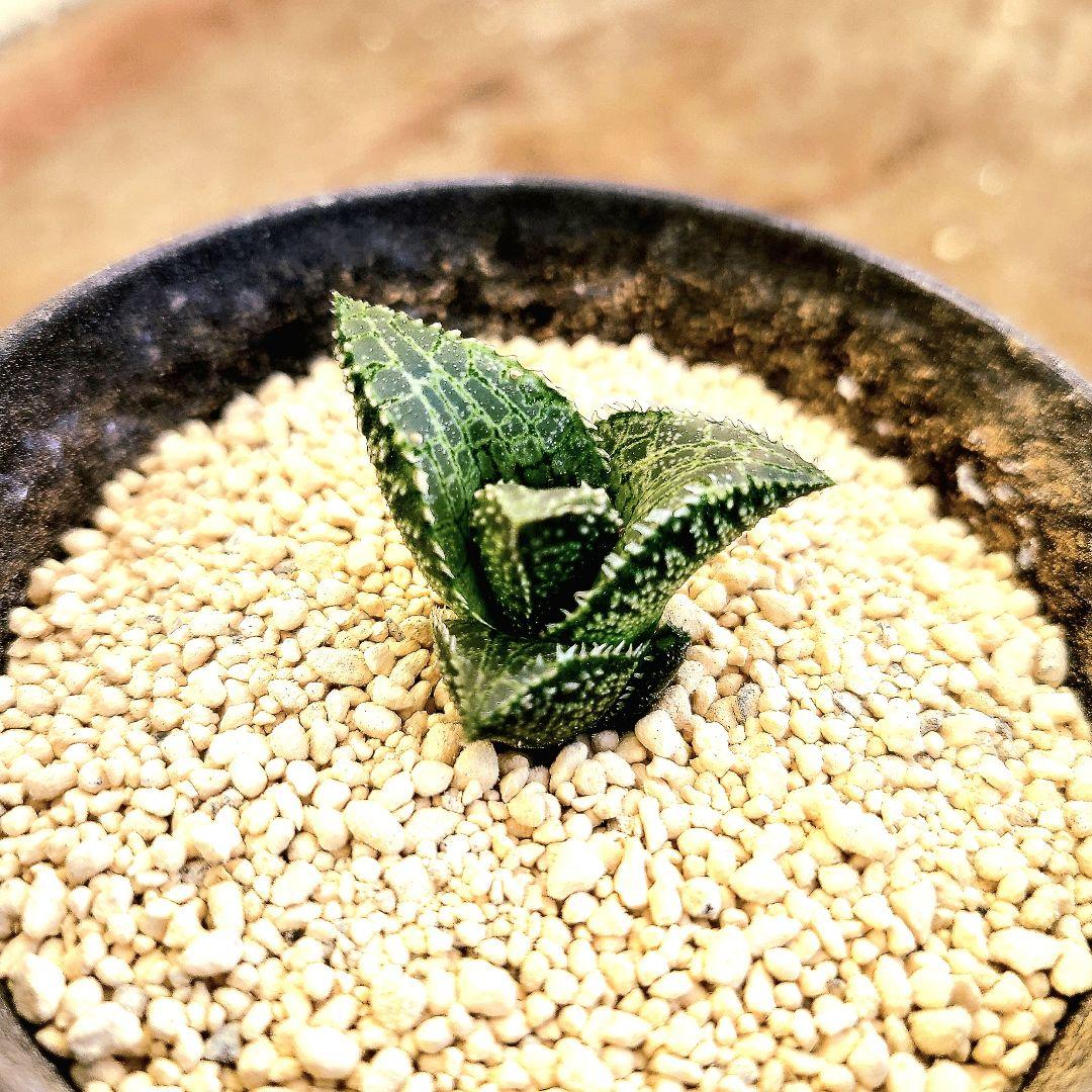 レア白系 吹雪×雷燐大型２ 実生 繁殖苗 　多肉植物 ハオルチア アロエ