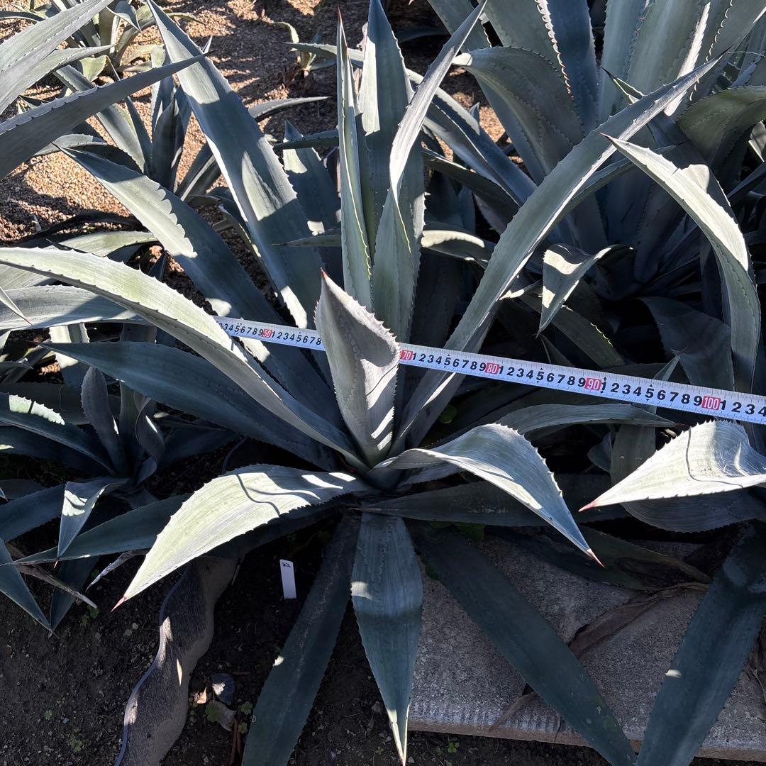 特大　巨大　アガベ　アメリカーナ　オアハカエンシス　オアハカセンシス 32