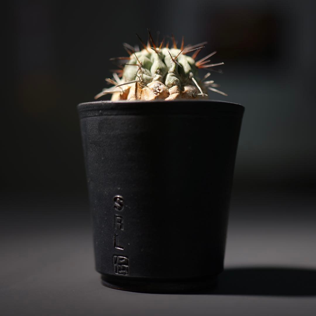 黒王丸　現地球カキコ　白肌　SRL鉢