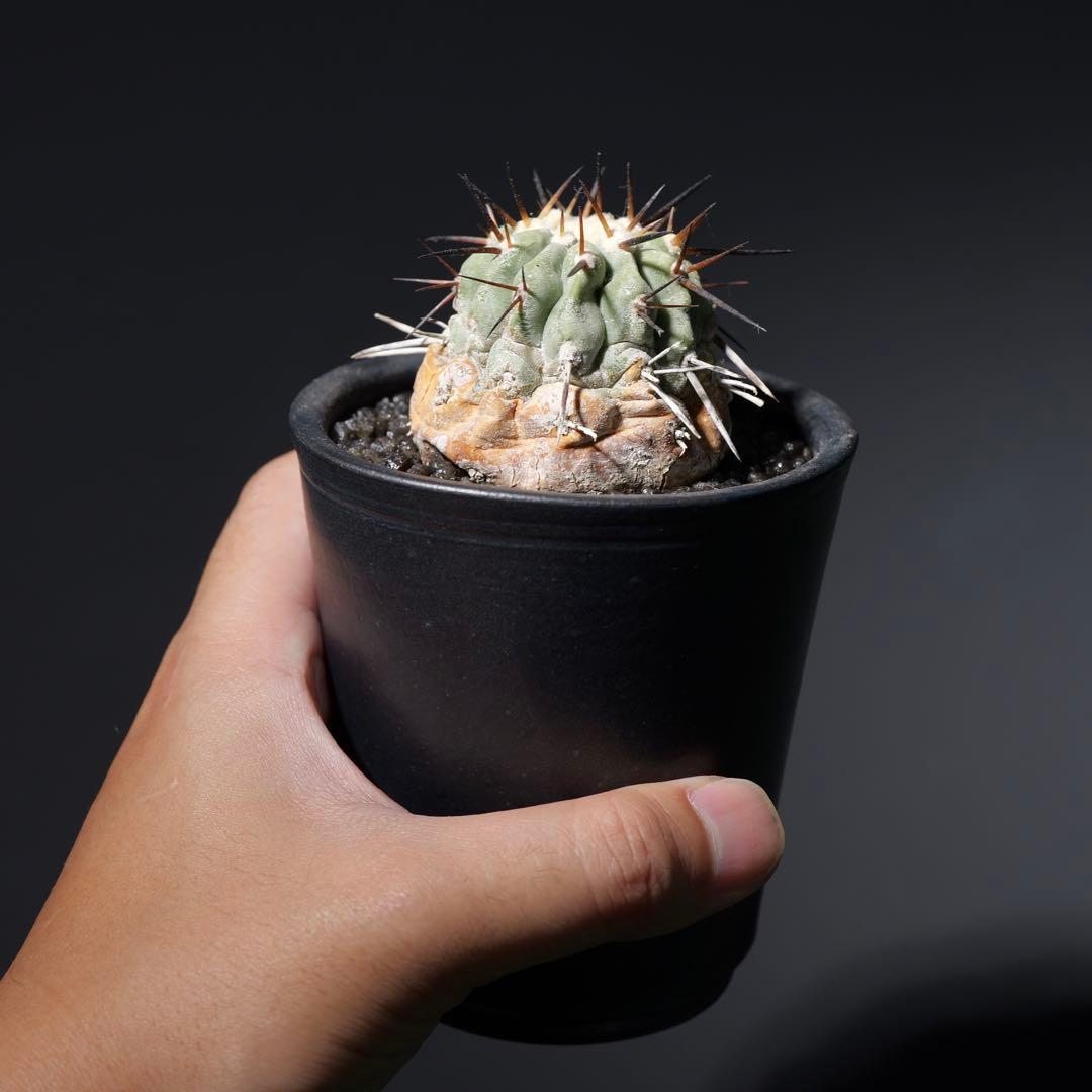 黒王丸　現地球カキコ　白肌　SRL鉢