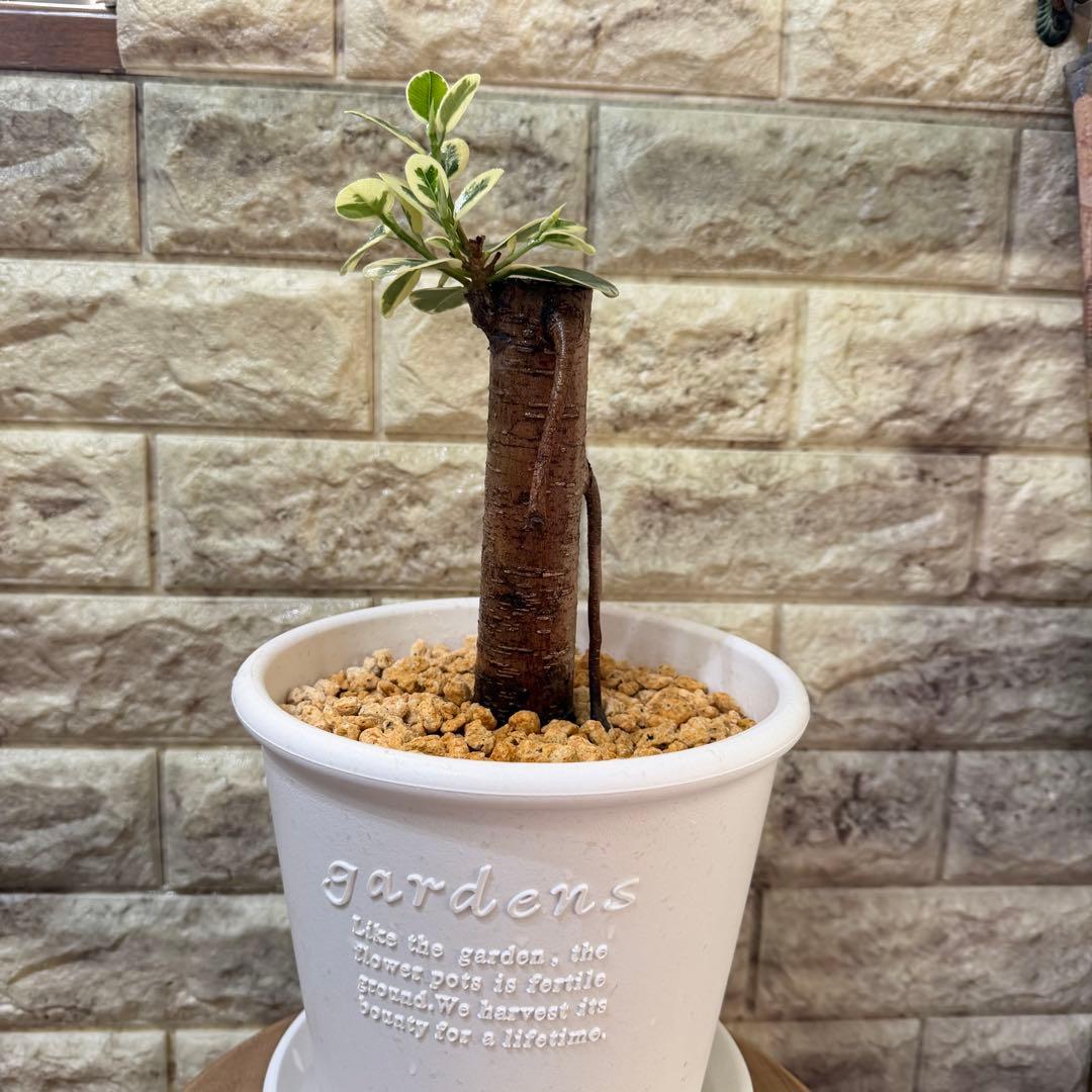 パンダガジュマル 斑入り 接木株 太幹 6号鉢 発根済・新芽あり