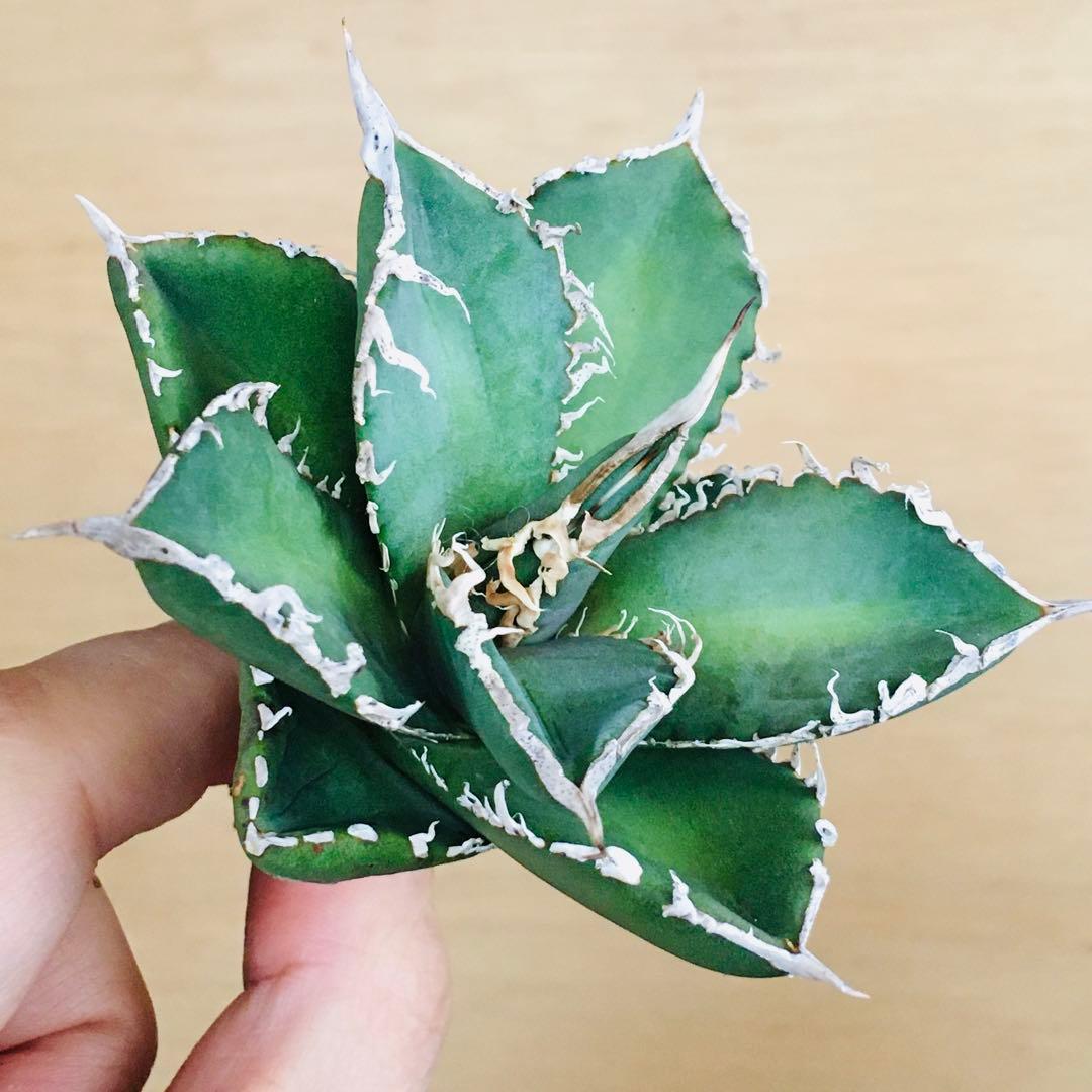 【稀少】4 巨歯鮫 巨歯鯊 メガロドン TC株 特選 アガベ チタノタ