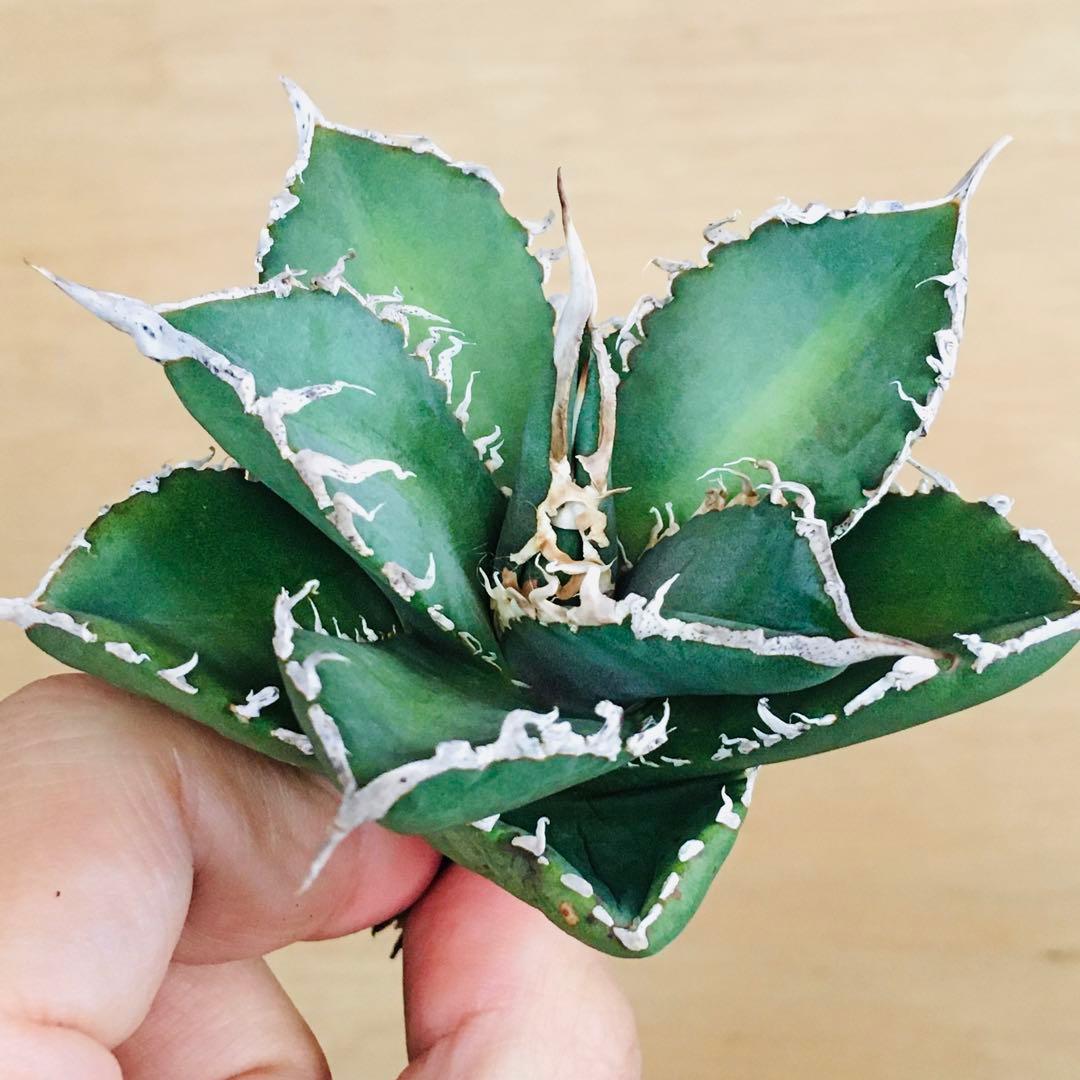 【稀少】4 巨歯鮫 巨歯鯊 メガロドン TC株 特選 アガベ チタノタ