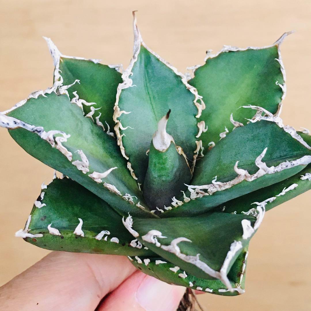 【稀少】4 巨歯鮫 巨歯鯊 メガロドン TC株 特選 アガベ チタノタ