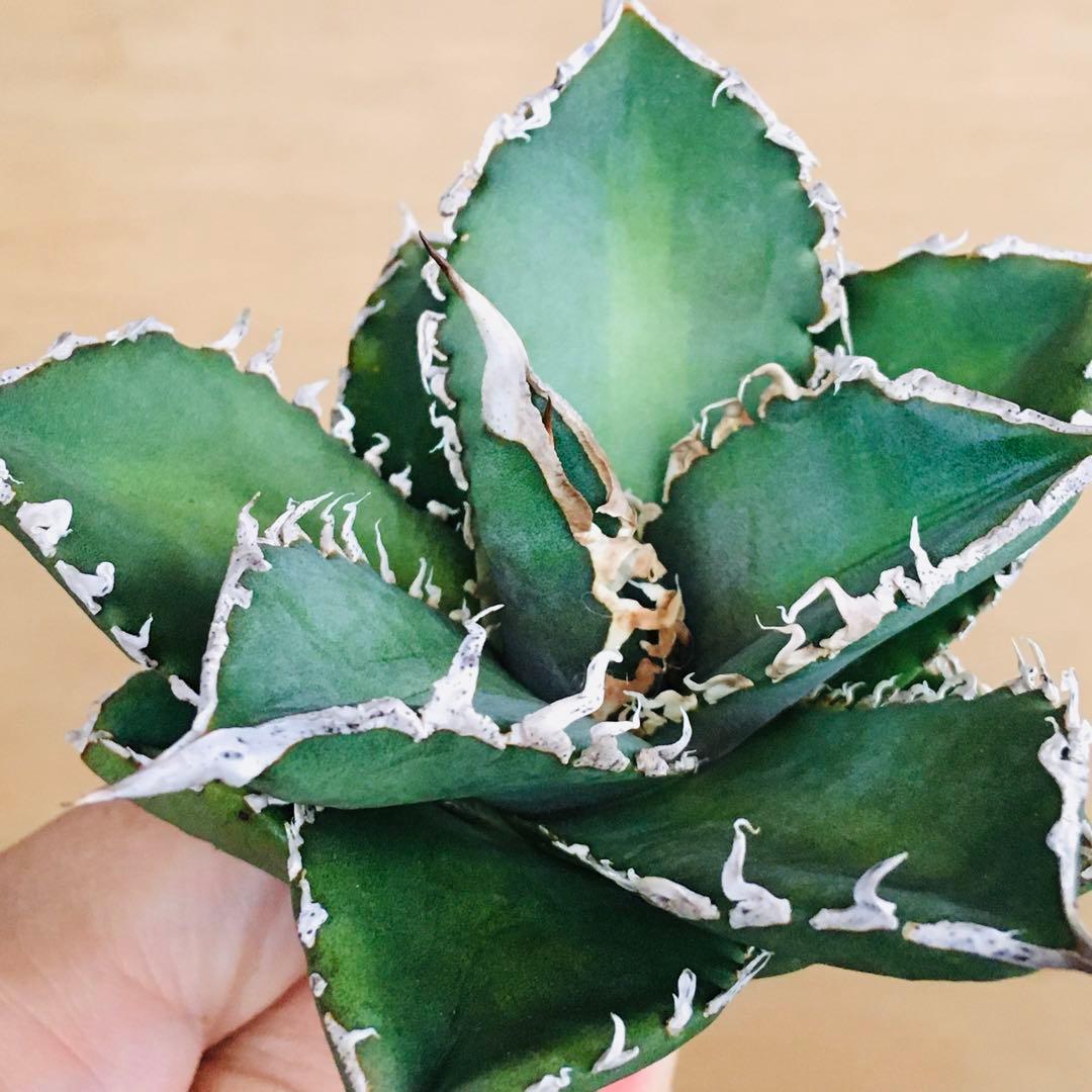 【稀少】4 巨歯鮫 巨歯鯊 メガロドン TC株 特選 アガベ チタノタ