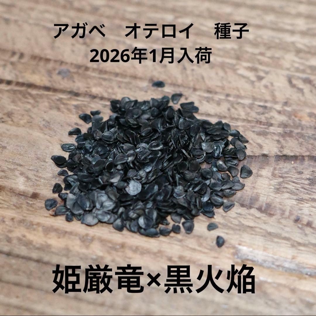 【数量限定】アガベ　オテロイ　種子　姫厳竜×黒火焔 100粒