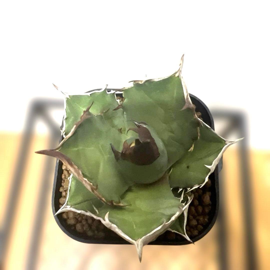 アガベ 鉢植発送 白犀牛 極上血統 スペシャル個体 中株サイズ