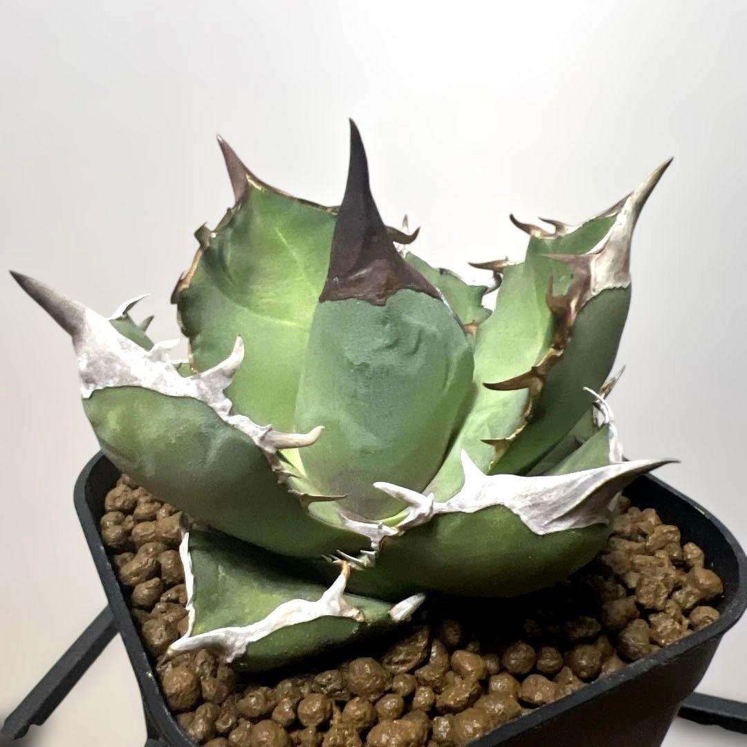 アガベ 鉢植発送 白犀牛 極上血統 スペシャル個体 中株サイズ
