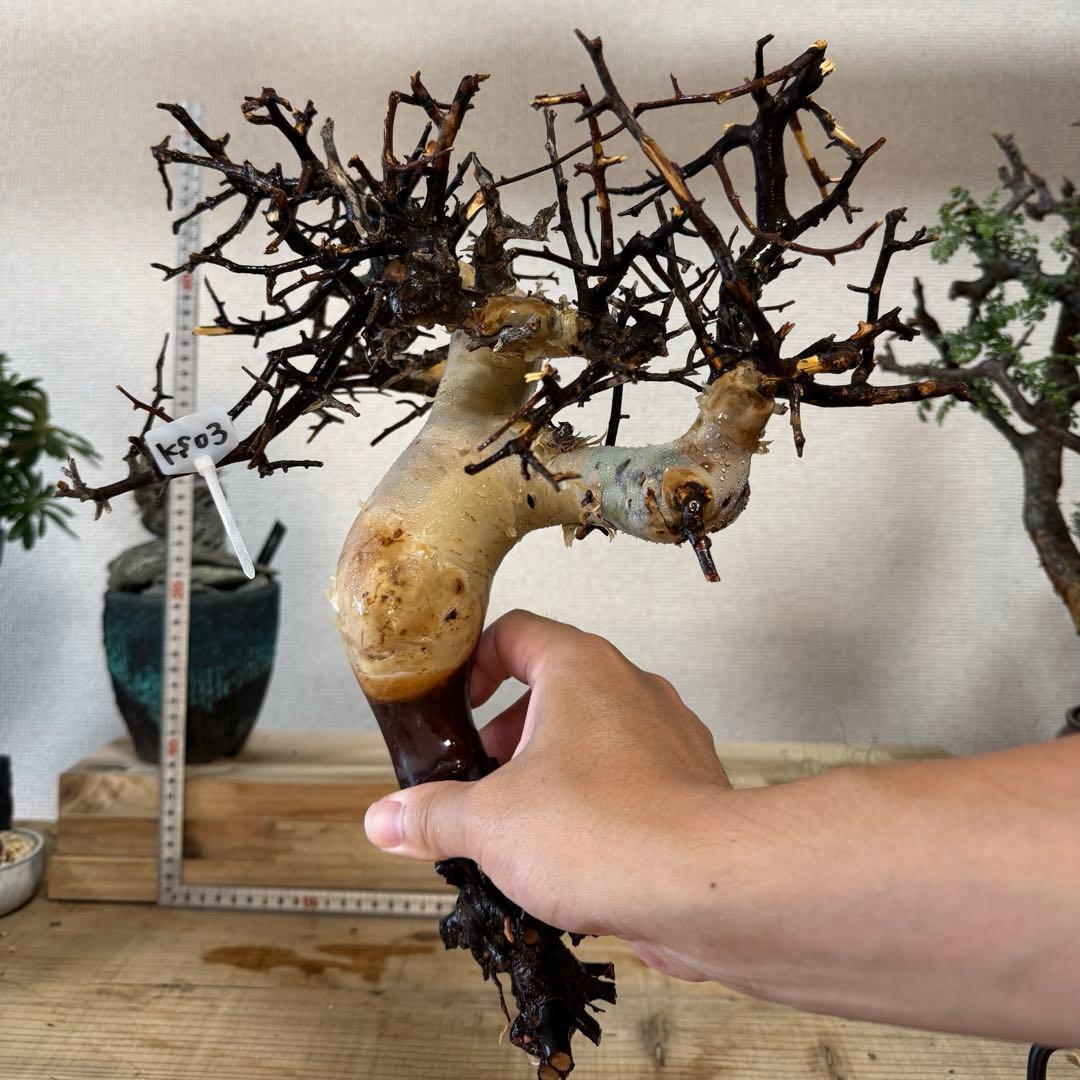 KS03 コミフォラ ピュア カタフ ソマリア 現地株 下処理済み